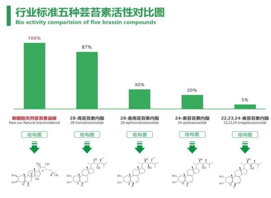 小麥拌種選新朝陽天然蕓苔素，讓小麥高產(chǎn)贏在起跑線上?。ㄐ←溤谑裁磿r候用蕓苔素效果最佳）