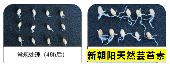 小麥拌種選新朝陽天然蕓苔素，讓小麥高產(chǎn)贏在起跑線上?。ㄐ←溤谑裁磿r候用蕓苔素效果最佳）