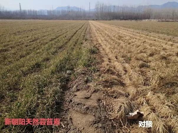 小麥拌種選新朝陽天然蕓苔素，讓小麥高產(chǎn)贏在起跑線上！（小麥在什么時候用蕓苔素效果最佳）