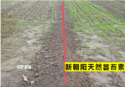 小麥拌種選新朝陽天然蕓苔素，讓小麥高產(chǎn)贏在起跑線上?。ㄐ←溤谑裁磿r候用蕓苔素效果最佳）