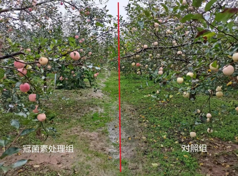 COR對(duì)蘋(píng)果果品的影響